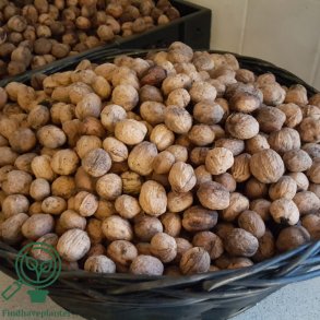 Valn�d 'Broadview'