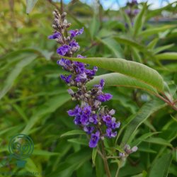 Kyskhedstr�et 'Blue Diddley'