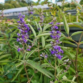 Kyskhedstr�et 'Blue Diddley'