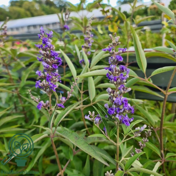 Kyskhedstr�et 'Blue Diddley'