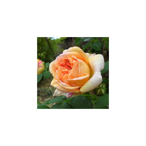 Rose "Alchymist"