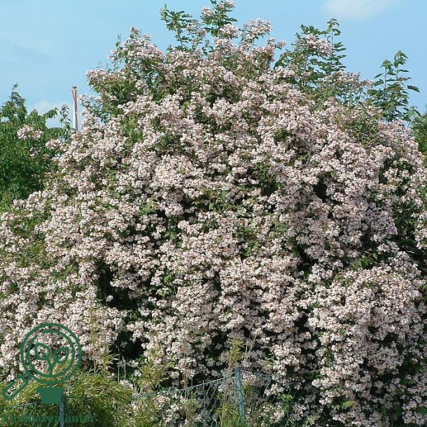 Dronningebusk "Amabilis"