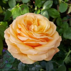 Rose 'Amber Flush'
