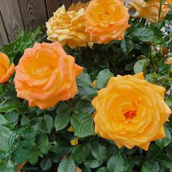 Rose 'Amber Flush'