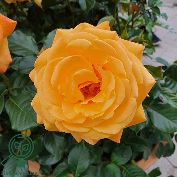 Rose 'Amber Flush'