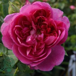 Rose 'Princess Anne'