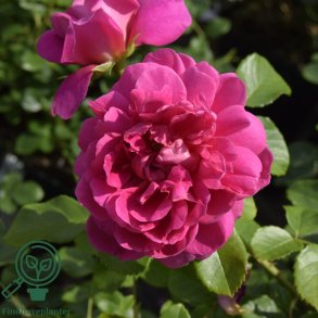 Rose 'Princess Anne'