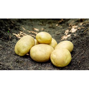 Argana (Bagekartoffel)