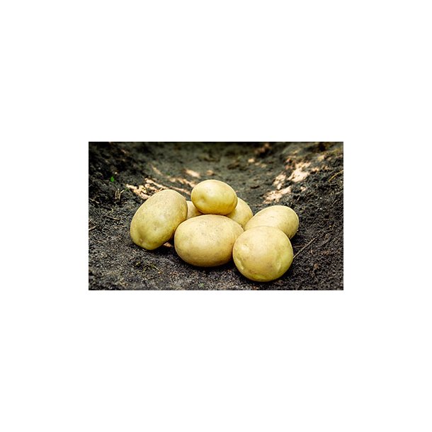 Argana (Bagekartoffel)