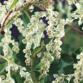 Arkitektens trst (Fallopia)