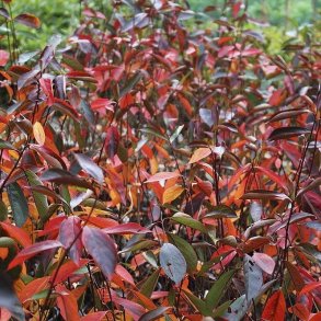 Surbr (Aronia) Bdt/10stk