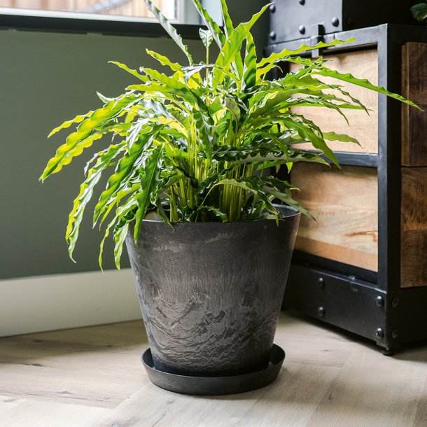 Artstone "Clair" sort