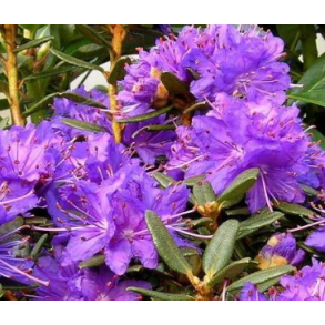 Rhododendron 
