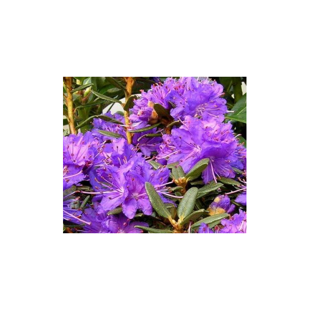 Rhododendron "Azurika"