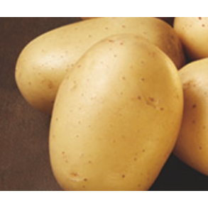 Ballerina (tidlig/middeltidlig)