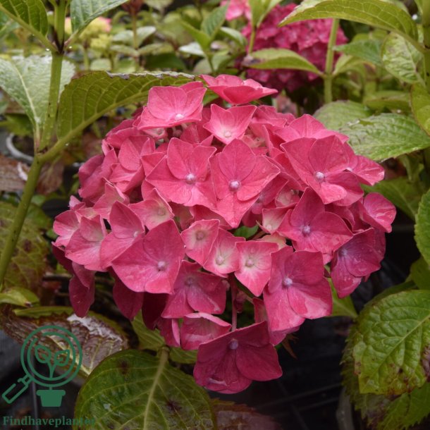 Hortensia "Bella"