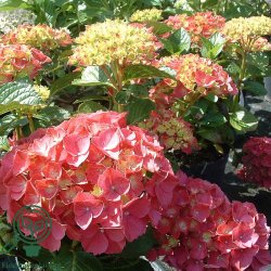 Hortensia "Bella"