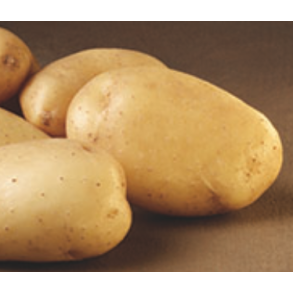 Bintje (middeltidlig/sen)