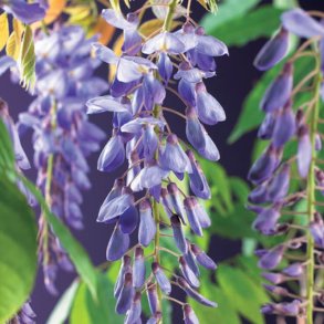 Blregn (Wisteria)