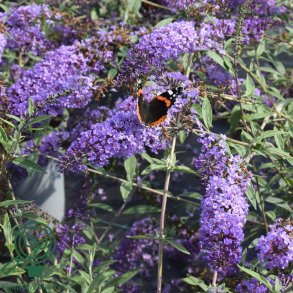 Buddleja 