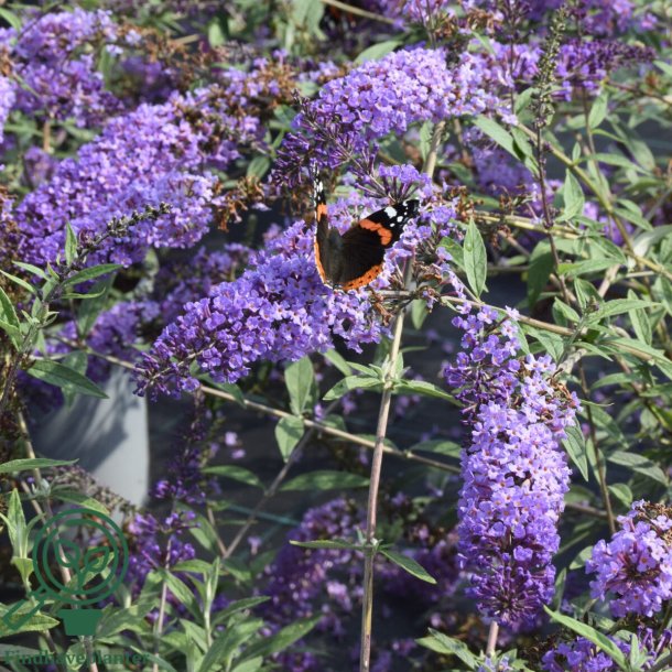 Buddleja "Bl�vinge"