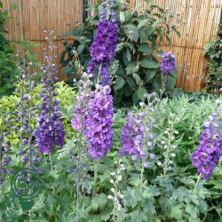 Delphinium pac. 'Black Knight'