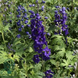 Delphinium pac. 'Black Knight'
