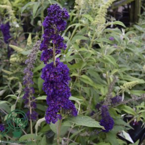 Buddleja 