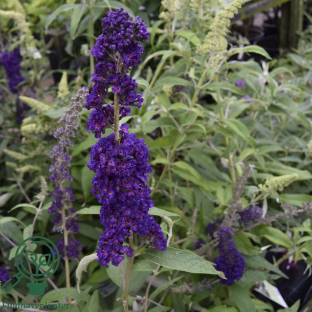 Buddleja "Black Knight"