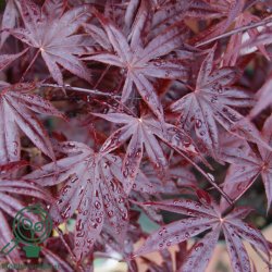 Japansk Ahorn "Bloodgood"