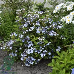 Hortensia "Blue Bird"
