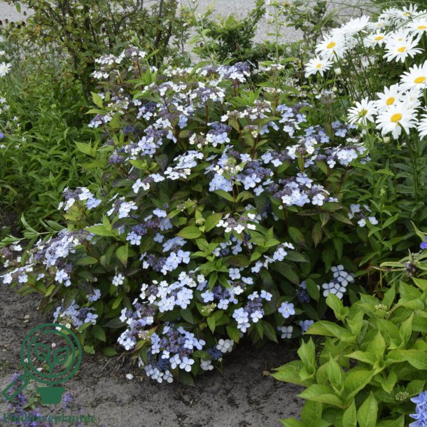 Hortensia "Blue Bird"