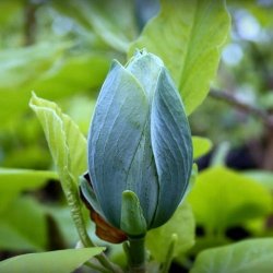 Magnolia "Blue Opal"