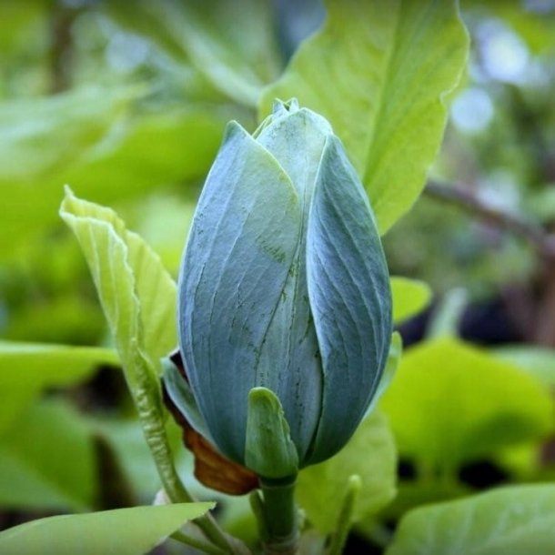 Magnolia "Blue Opal"