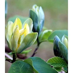 Magnolia "Blue Opal"