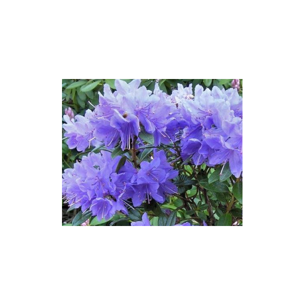 Rhododendron "Blue Tit"