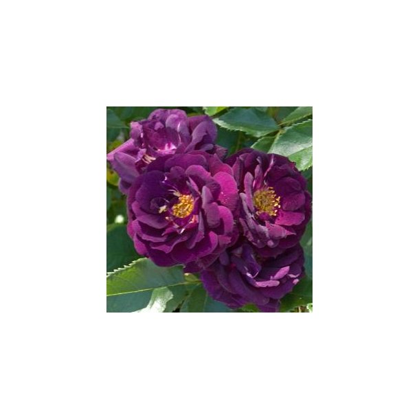 Rose "Midnight Blue"