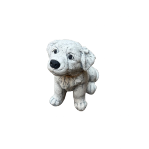 Hvalp Border Collie