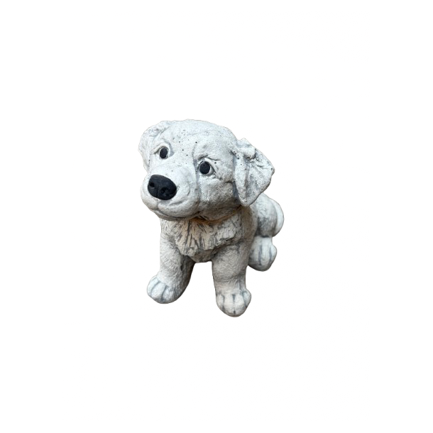 Hvalp Border Collie