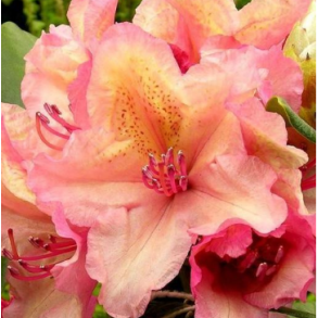 Rhododendron 