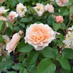 Rose 'Buff Beauty'