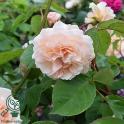 Rose 'Buff Beauty'
