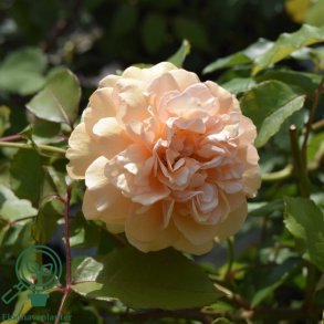 Rose 'Buff Beauty'
