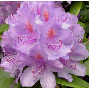 Rhododendron 