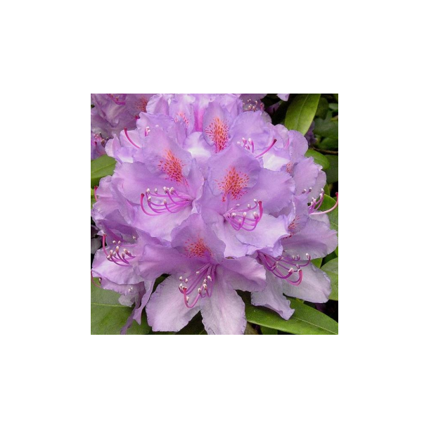 Rhododendron "Catawbiense Grandiflorum"