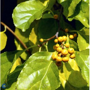 Celastrus Orbiclatus 'Janne'