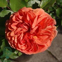 Rose 'Chippendale'