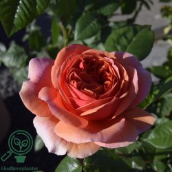 Rose 'Chippendale'