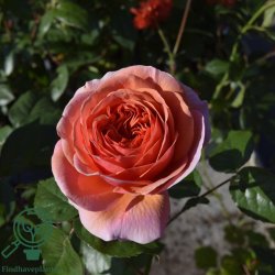 Rose 'Chippendale'