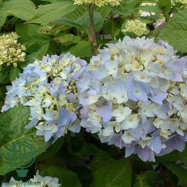 Hortensia "Clara"